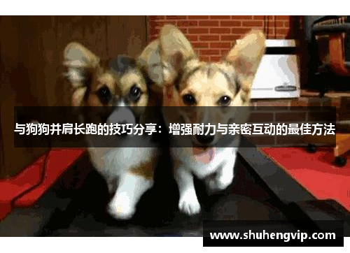 与狗狗并肩长跑的技巧分享：增强耐力与亲密互动的最佳方法